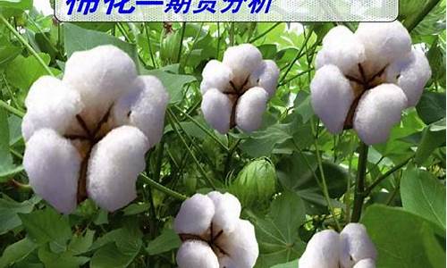 棉花期货报告(棉花期货报告分析)_效果图_第1张_装修网 棉花期货报告(棉花期货报告分析)_https://www.jnskb.com_效果图_第1张